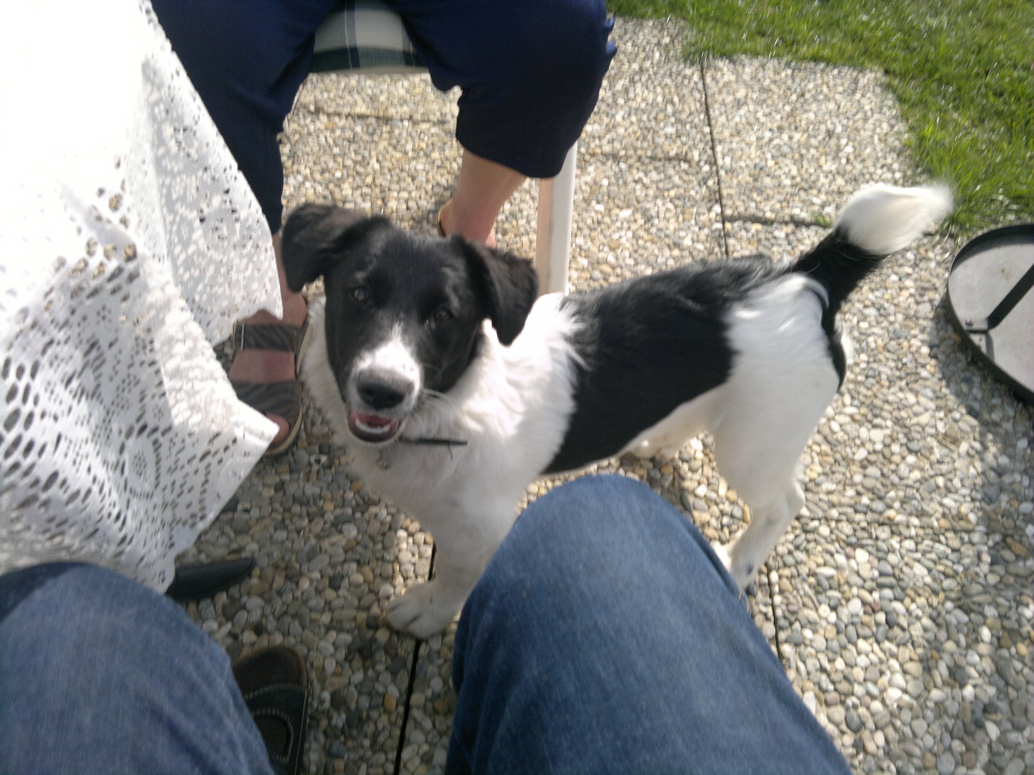 Louie.jpg (2048 x 1536)